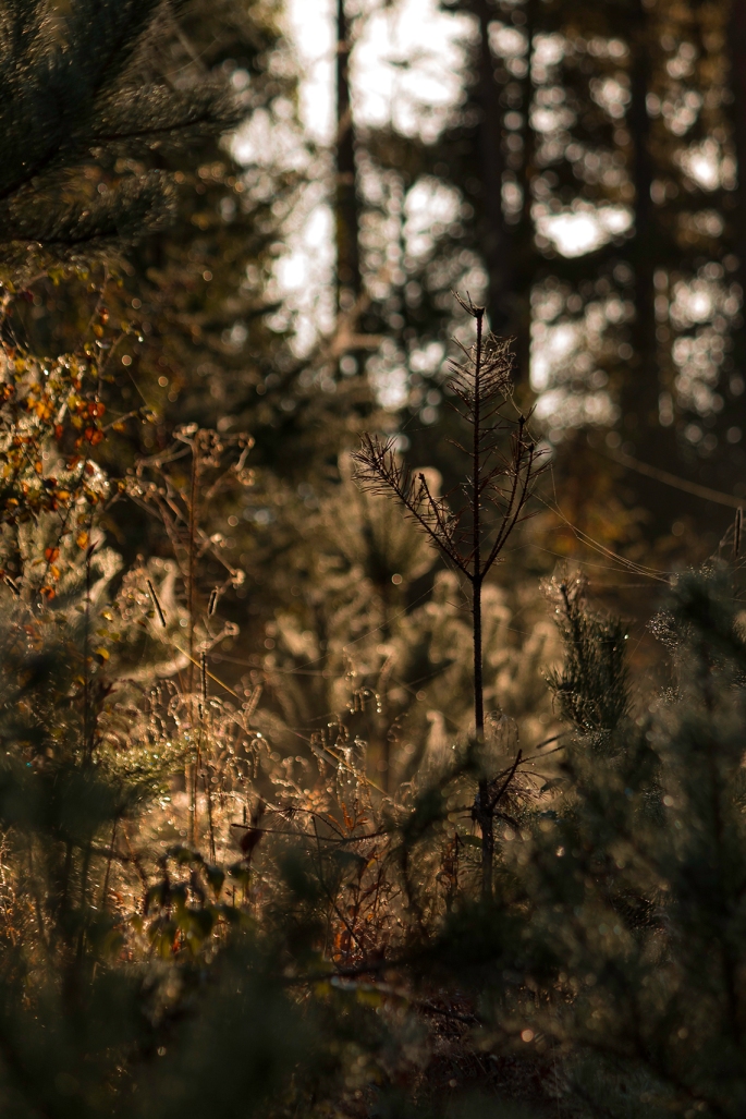 autumn-forest-shimmer